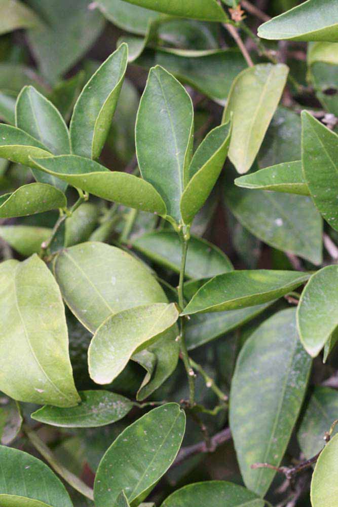              Sun leaves (Riverside, CA)       